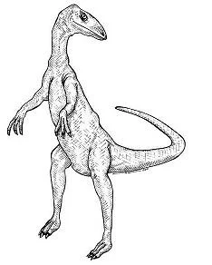 Coelophysis Coloring Pages 7